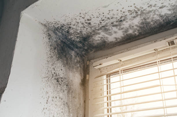 Affordable Mold Removal solutions in Chapel Hill, NC